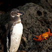 Galapagos Penguin